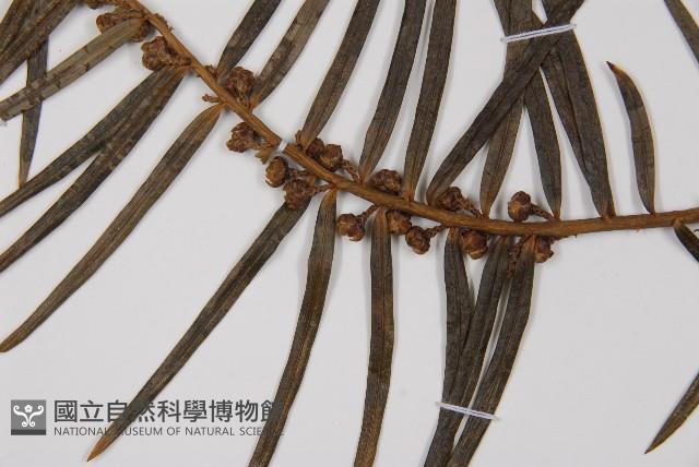 三尖杉藏品圖，第3張