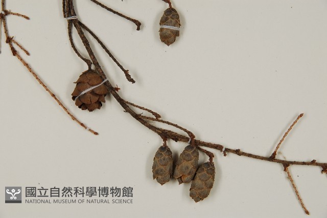 登錄號:G000984藏品圖，第3張