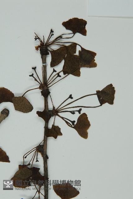 銀杏藏品圖，第3張