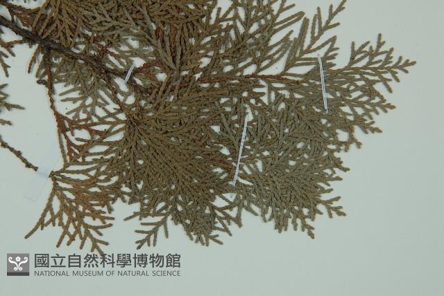 側柏藏品圖，第3張