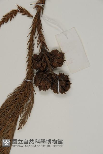 柳杉藏品圖，第3張