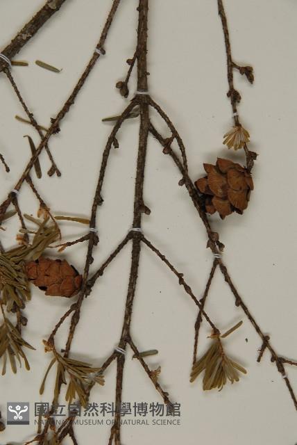 臺灣鐵杉藏品圖，第3張