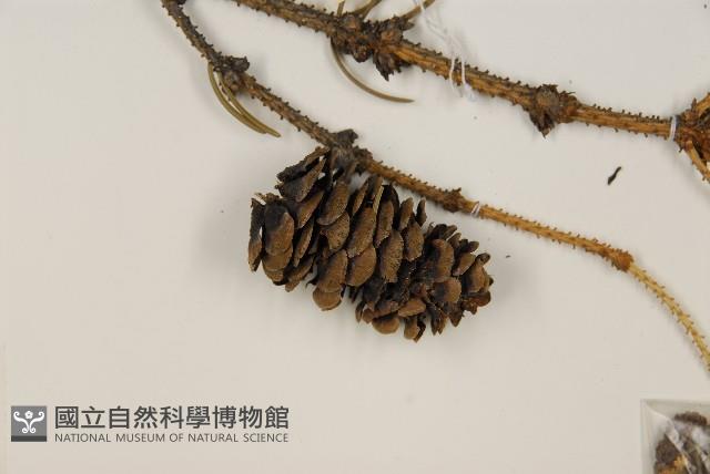 天山雲杉藏品圖，第3張