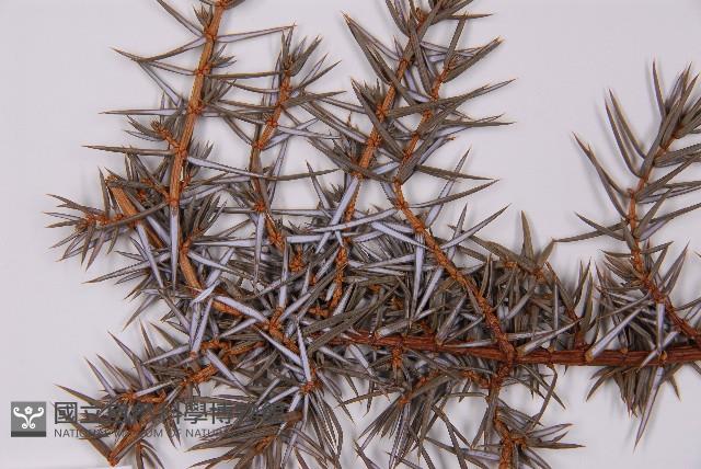 刺柏藏品圖，第3張