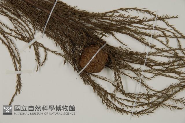 池杉藏品圖，第3張