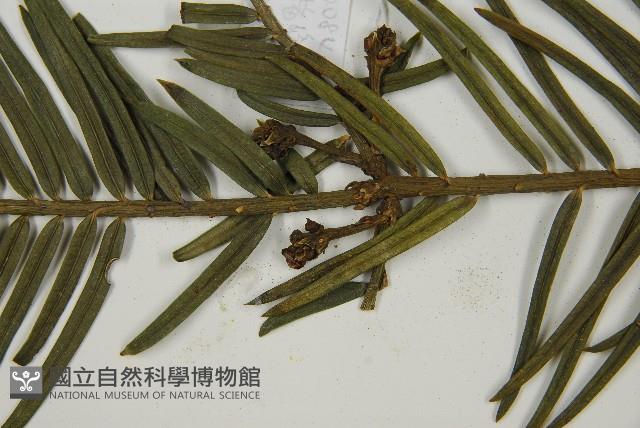 臺灣粗榧、台灣三尖杉藏品圖，第3張