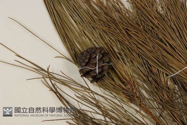 琉球松藏品圖，第3張
