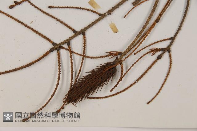 臺灣雲杉藏品圖，第3張