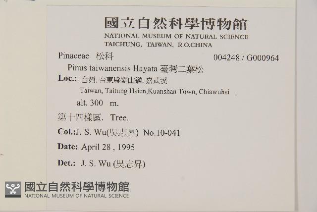 臺灣二葉松藏品圖，第2張