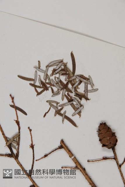 雲南鐵杉藏品圖，第3張