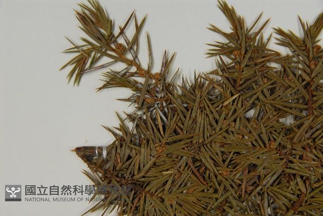 刺柏藏品圖，第3張