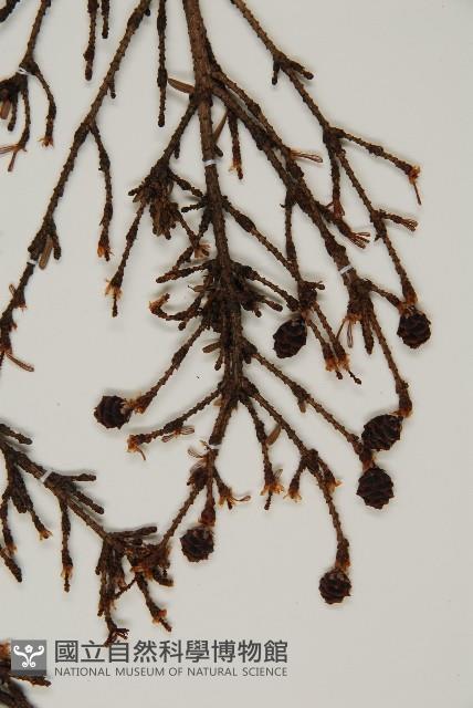 日本鐵杉藏品圖，第3張