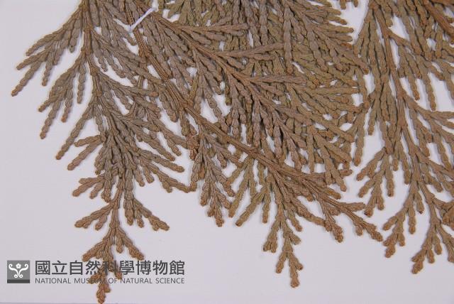 台灣肖楠藏品圖，第3張