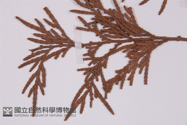 翠柏藏品圖，第3張