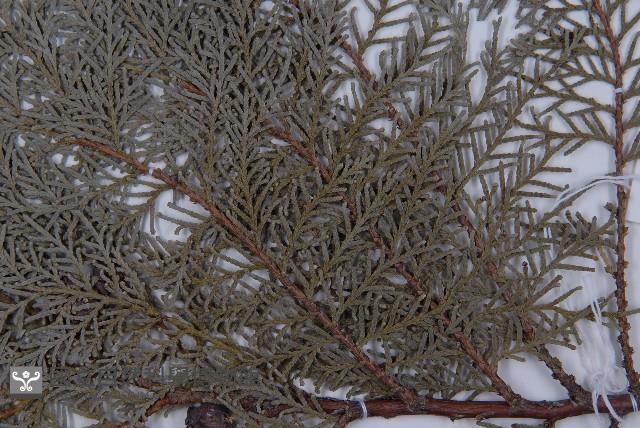 側柏藏品圖，第3張