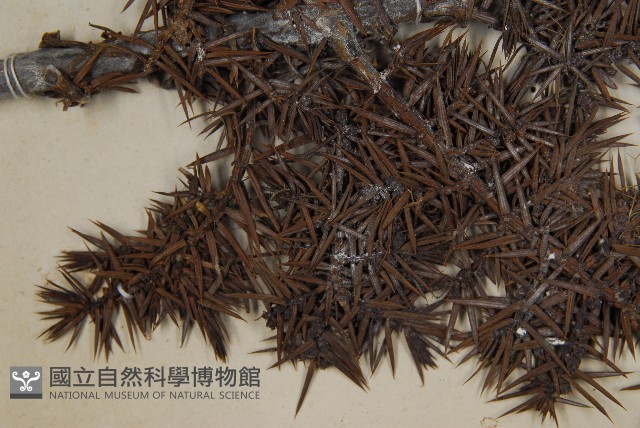 刺柏藏品圖，第3張
