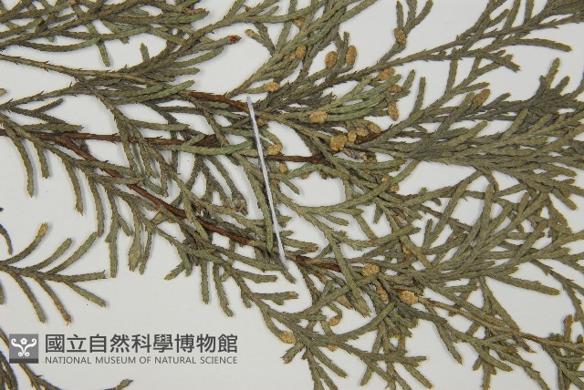 柏木、柏樹藏品圖，第3張