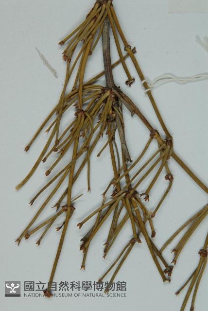 匍枝兩江麻黃藏品圖，第3張