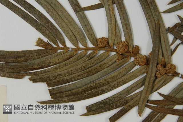 三尖杉藏品圖，第3張