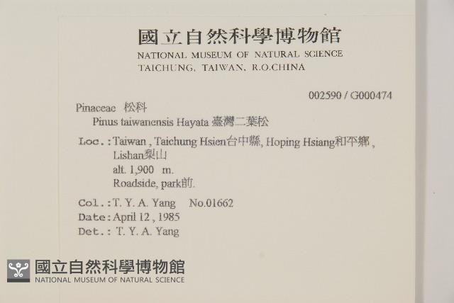臺灣二葉松藏品圖，第2張