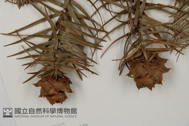 杉木藏品圖，第3張