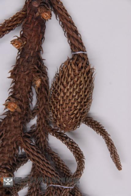 小葉南洋杉藏品圖，第3張