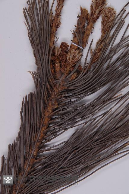 黑松藏品圖，第3張