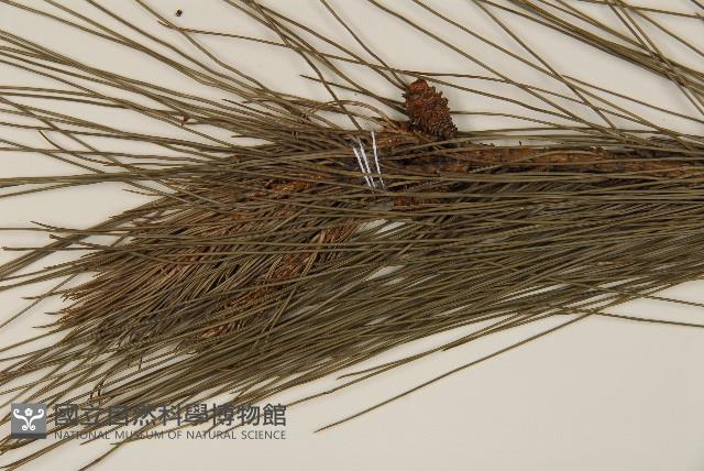 馬尾松藏品圖，第3張