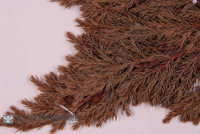 香青藏品圖，第3張