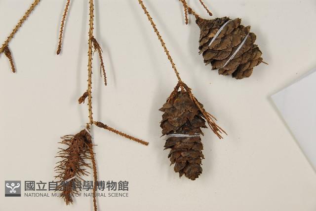 臺灣雲杉藏品圖，第3張