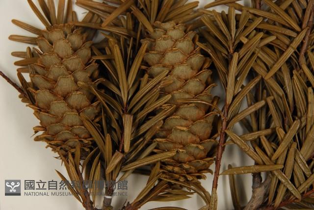 臺灣油杉藏品圖，第3張