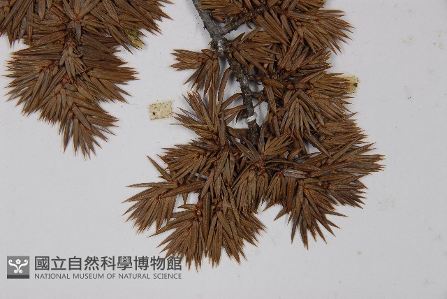 刺柏藏品圖，第3張