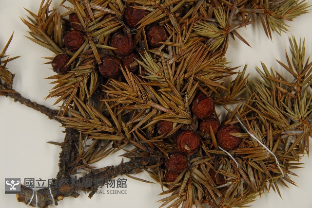 刺柏藏品圖，第3張