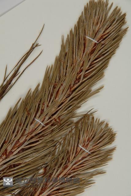 雲南松藏品圖，第3張