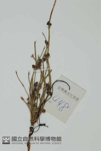 草麻黃藏品圖，第3張