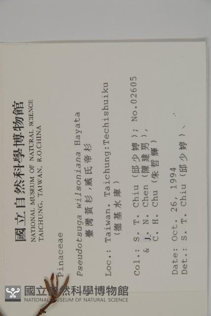 臺灣黃杉藏品圖，第2張