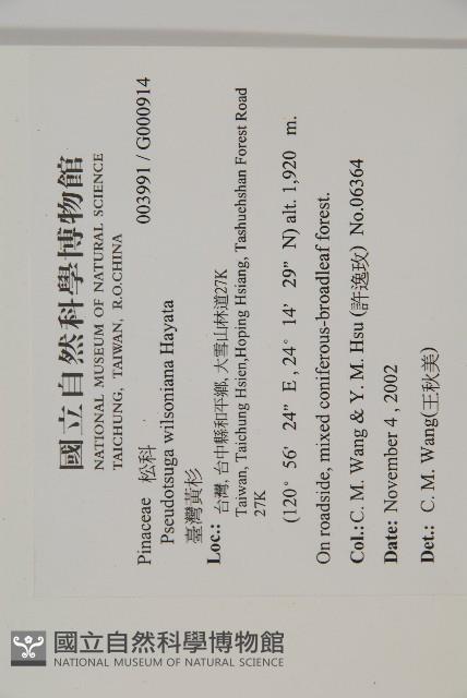 臺灣黃杉藏品圖，第2張