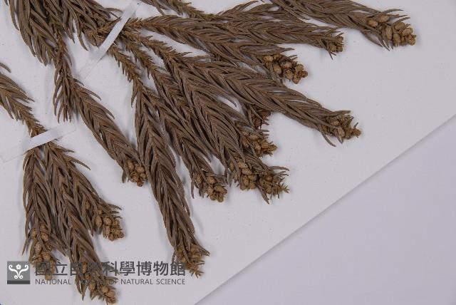 杉木藏品圖，第3張