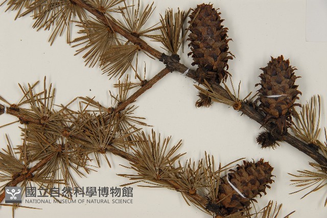 登錄號:G000804藏品圖，第3張