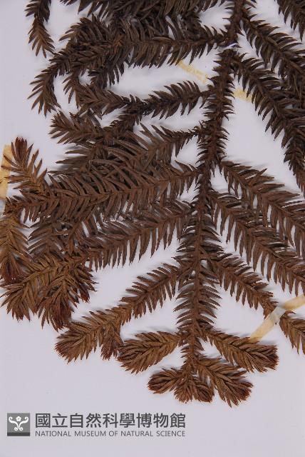 肯氏南洋杉藏品圖，第3張