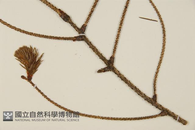 登錄號:G001004藏品圖，第3張