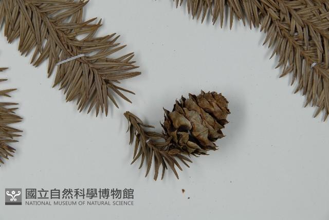 巒大杉、香杉藏品圖，第3張