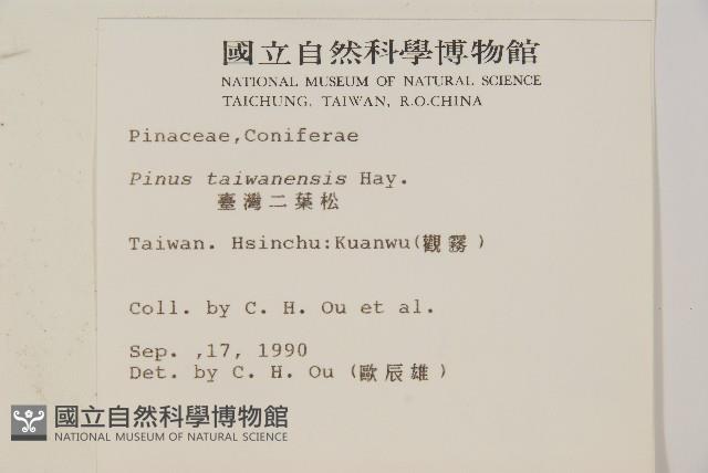 臺灣二葉松藏品圖，第2張