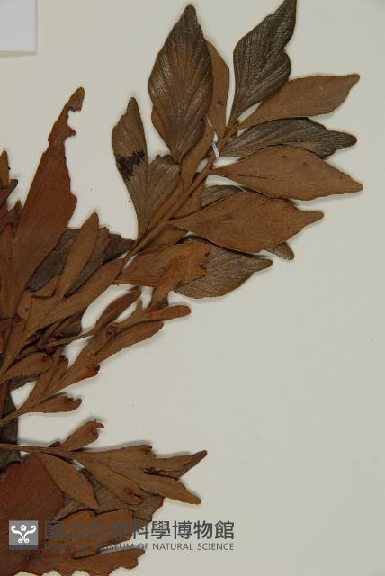 菲律賓羅漢松藏品圖，第3張