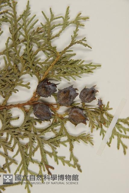 側柏藏品圖，第3張