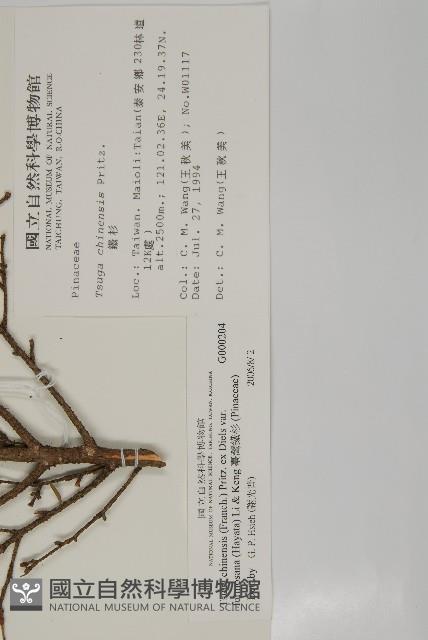 臺灣鐵杉藏品圖，第2張