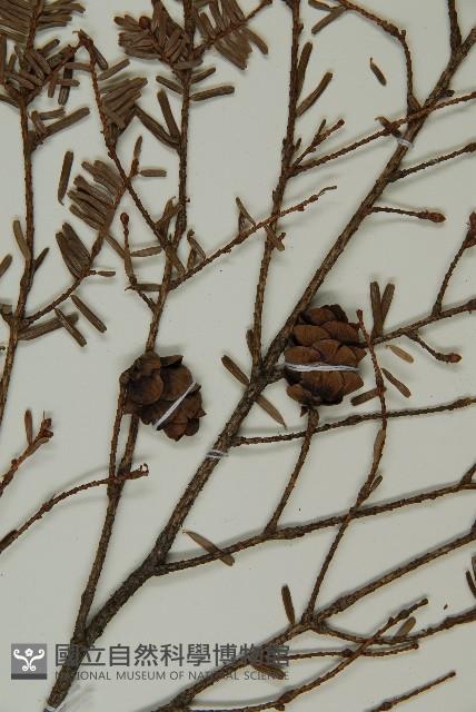 臺灣鐵杉藏品圖，第3張