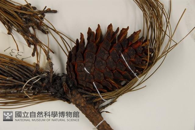 思茅松藏品圖，第3張