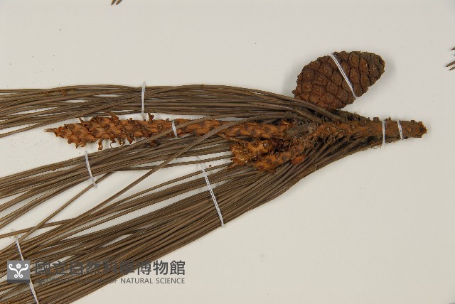 日本赤松藏品圖，第3張
