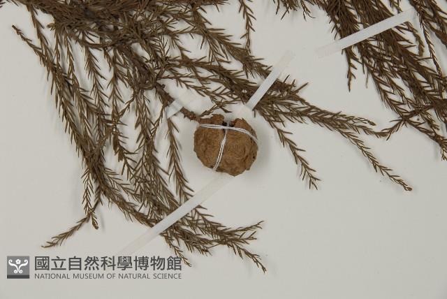 池杉藏品圖，第3張